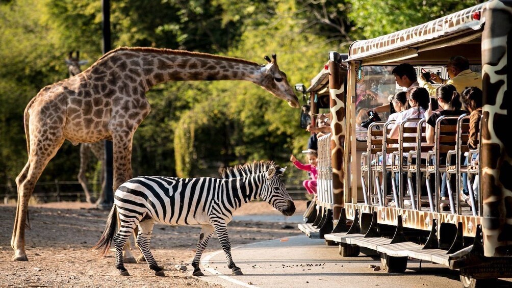 Chiang Mai Day or Night Safari Park