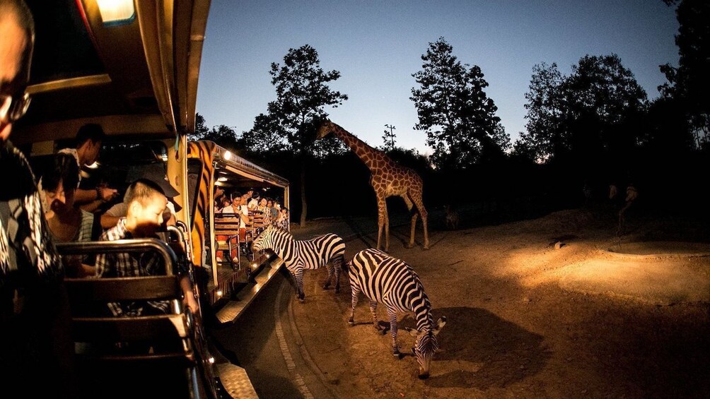 Chiang Mai Day or Night Safari Park