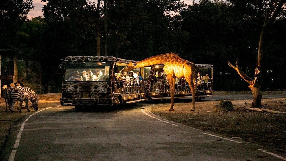 Chiang Mai Day or Night Safari Park