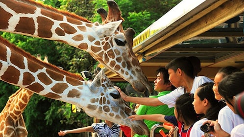 Chiang Mai öppna safaripark