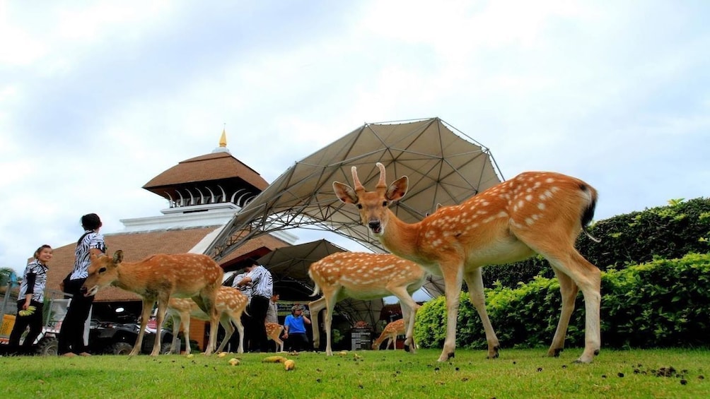 Chiang Mai Day or Night Safari Park