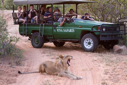 Safari clásico de 3 días por el Parque Nacional Kruger