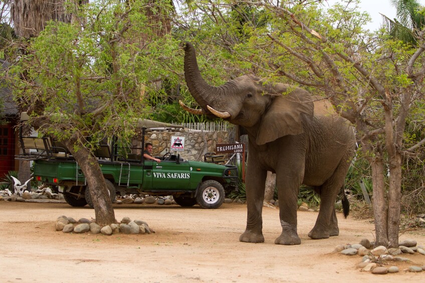 3 Day Classic Kruger National Park Safari