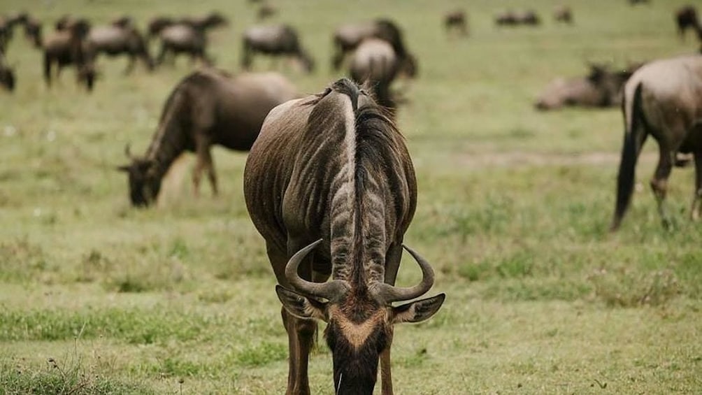 3 Days Short Safari to Tarangire, Lake Eyasi and Ngorongoro