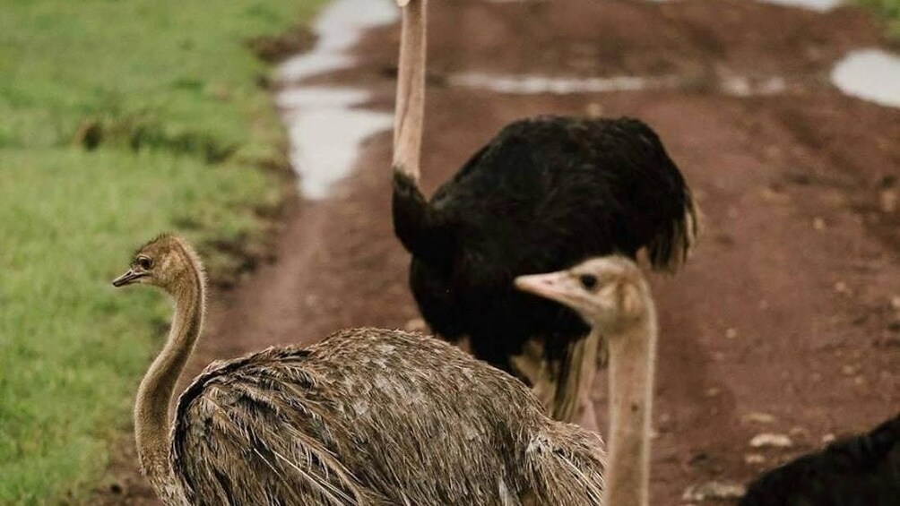3 Days Short Safari to Tarangire, Lake Eyasi and Ngorongoro