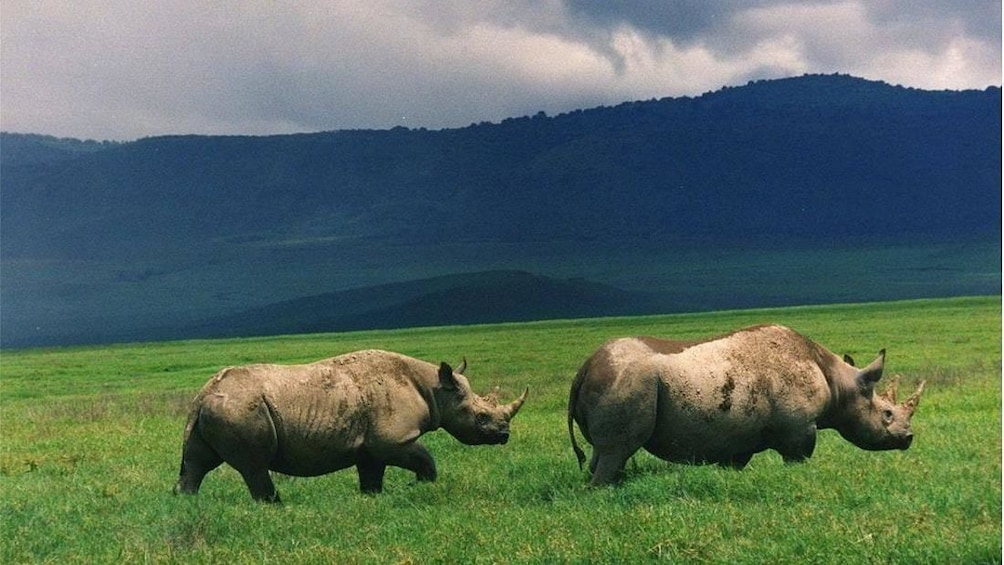 3 Days Short Safari to Tarangire, Lake Eyasi and Ngorongoro