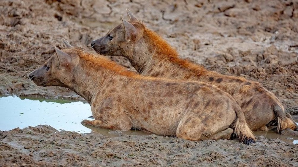3 Days Short Safari to Tarangire, Lake Eyasi and Ngorongoro