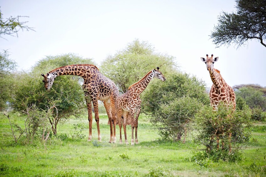 3 Days Short Safari to Tarangire, Lake Eyasi and Ngorongoro