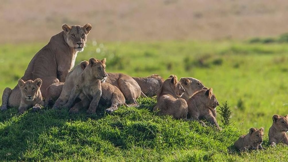 3 Days Short Safari to Tarangire, Lake Eyasi and Ngorongoro 