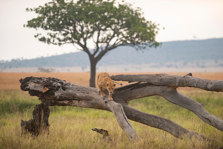 2 Days Safari toTarangire and Ngorongoro Crater