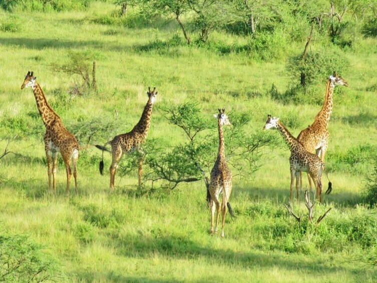 2 Days Safari toTarangire and Ngorongoro Crater