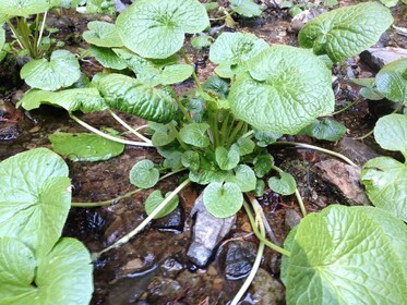 Nippara Limestone Cave & Wasabi Farm Tour in Okutama, Tokyo