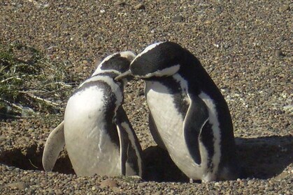 Excursion à la réserve de pingouins de Punta Tombo depuis Puerto Madryn