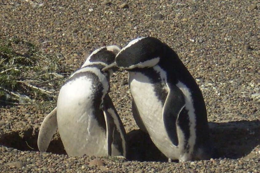 Penguins in Punta Tombo Reserve