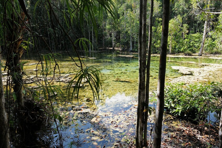 Krabi Outback Explorer to Emerald Pool and Wareerak Hotspring
