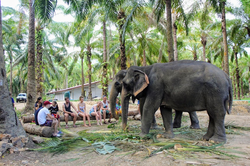 Krabi Outback Explorer to Emerald Pool and Wareerak Hotspring