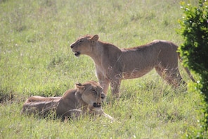 5 Days Maasai Mara, Lake Naivasha, Lake Nakuru Safari