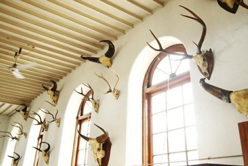 Visit Gass Forest Museum and Insect Museum in Coimbatore