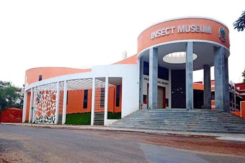 Insect museum