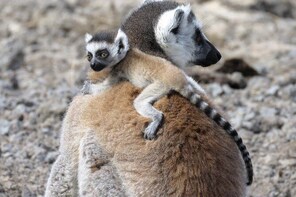 Madagascar Tripping
