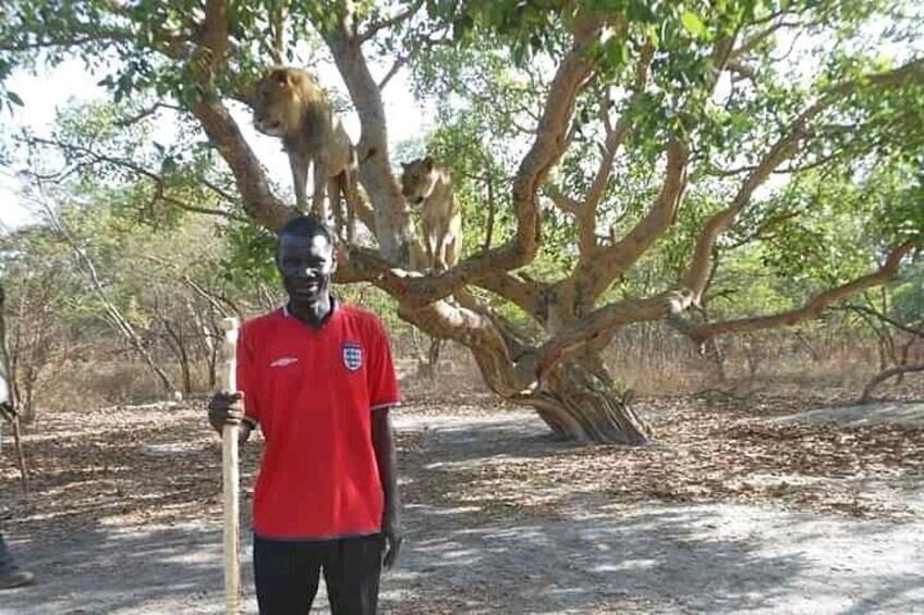 Walking with the Lions in Fathala Reserve