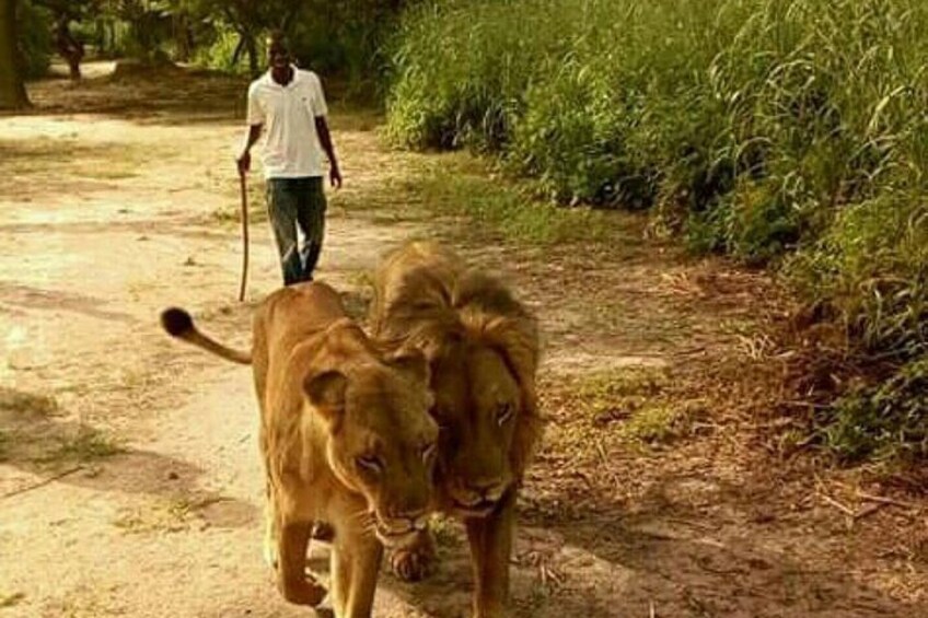 The walk with the lions