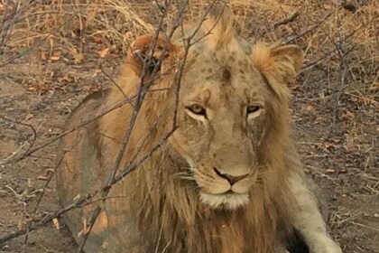 PRIVATE 2DAYS/1NIGHT KRUGER SAFARI from MAPUTO CITY (Min 3 pax)