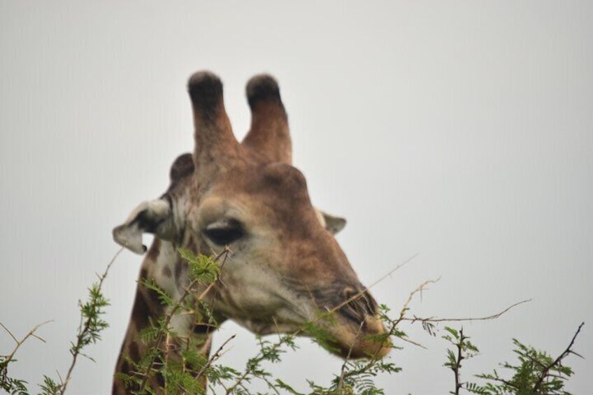 1 NIGHT/2 DAYS KRUGER PARK SAFARI from MAPUTO CITY (Min 2 pax)