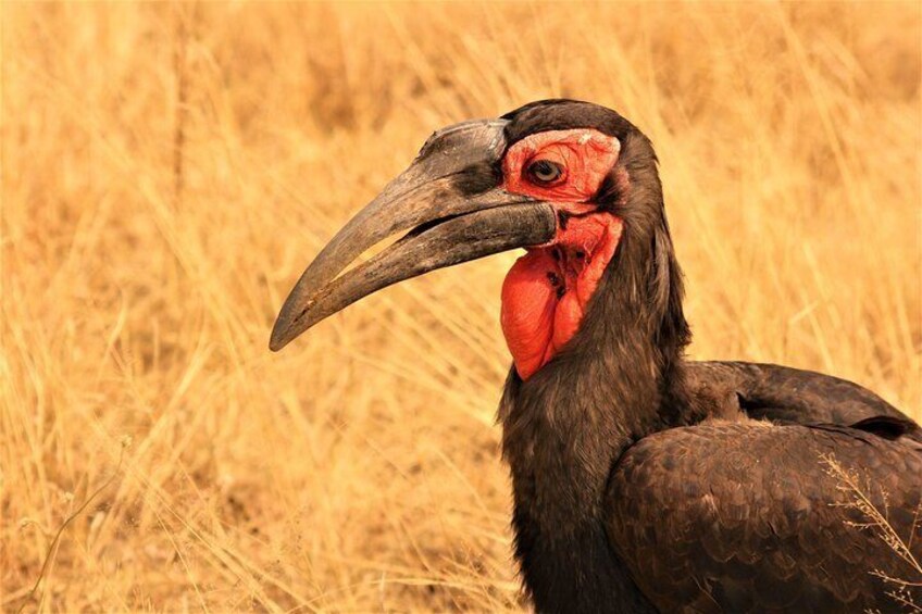 Southern Ground Hornbill @ Kruger National Park