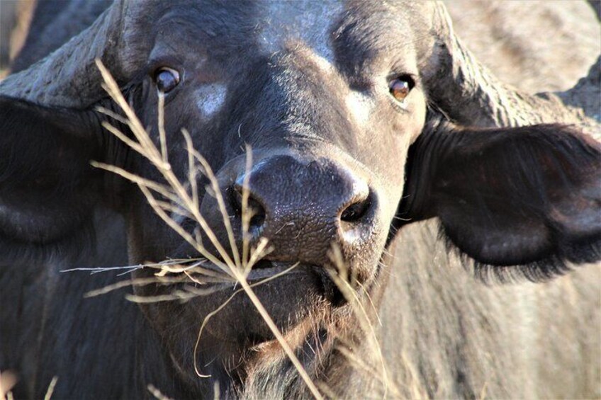 Male Buffalo enjoying his food in Kruger national Park