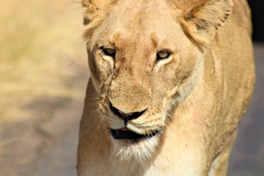 Female lion - Kruger National Park