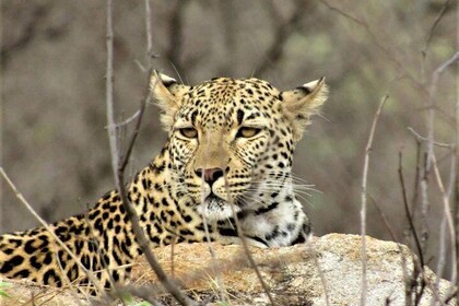 Afternoon Kruger National Park Safari