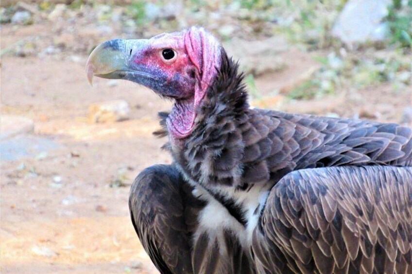Vulture waiting to scavenge @ Kruger national Park