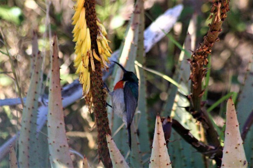 Precious Sunbird