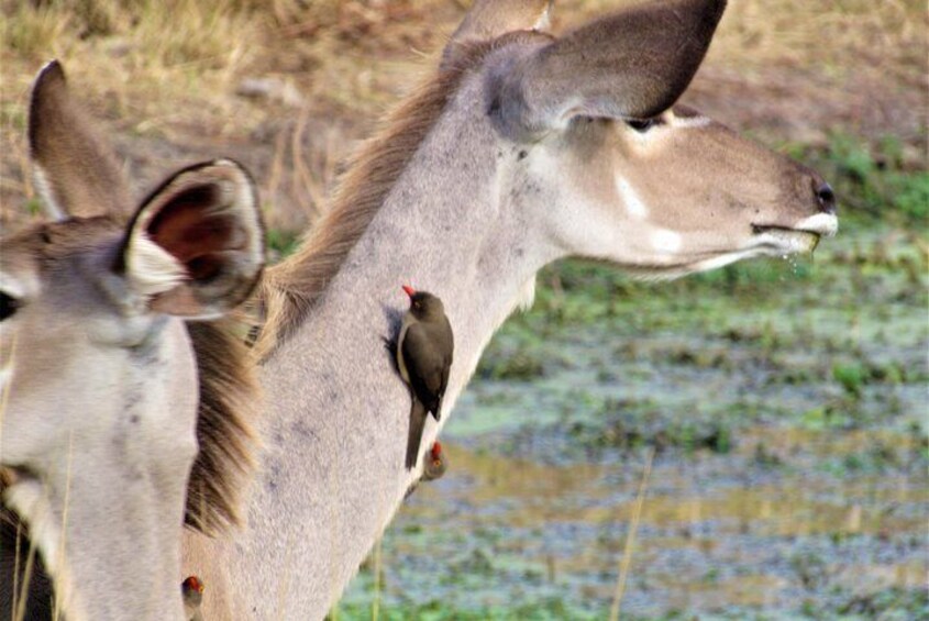 Female Kudu having some water