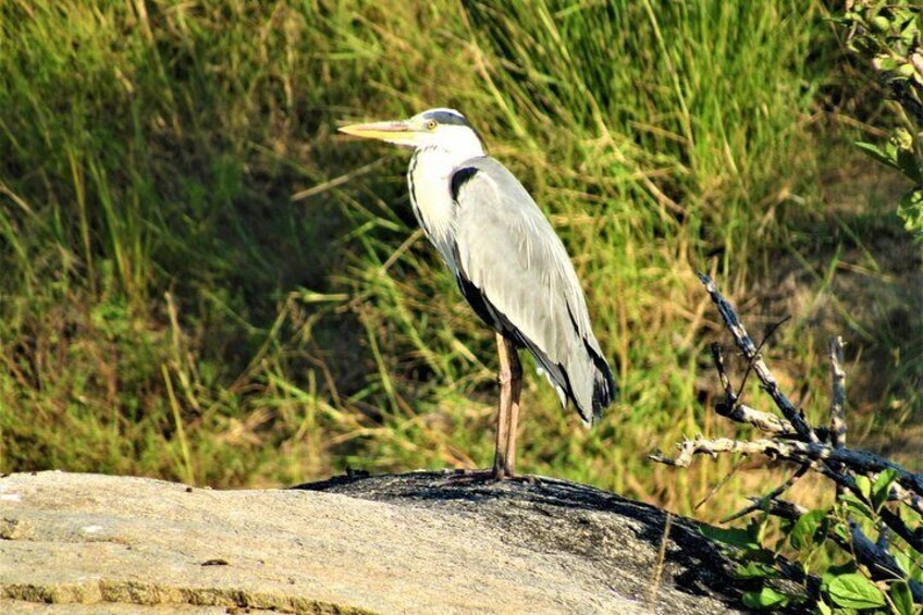KNP Bush Walk