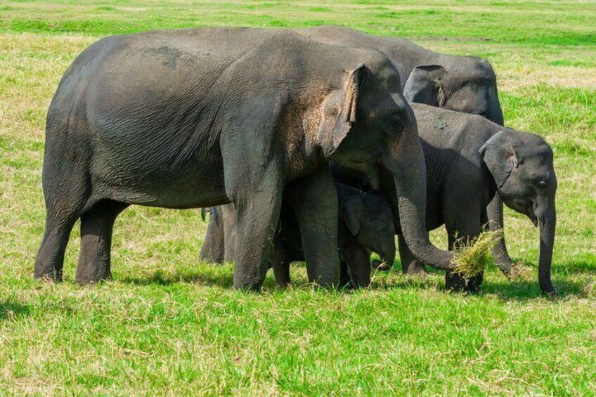 Minneriya National Park Shared Safari