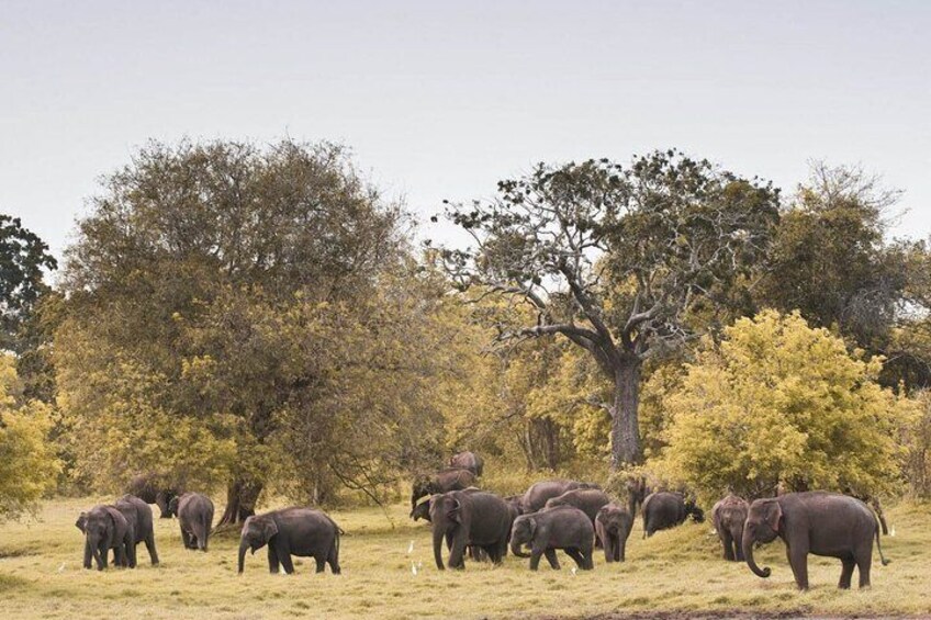 Minneriya National Park Shared Safari