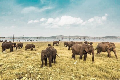 Wild Elephant Safari in Minneriya National Park