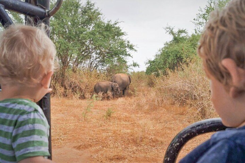 Minneriya National Park Shared Safari