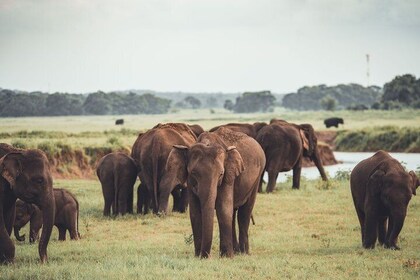 The Great Elephant Gathering Private Safari from Minneriya