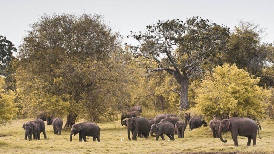 The Great Elephant Gathering Private Safari from Minneriya