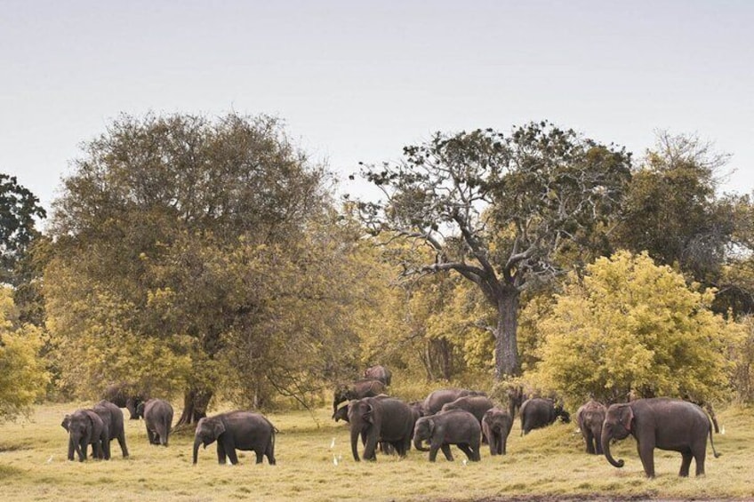 The Great Elephant Gathering Private Safari from Minneriya
