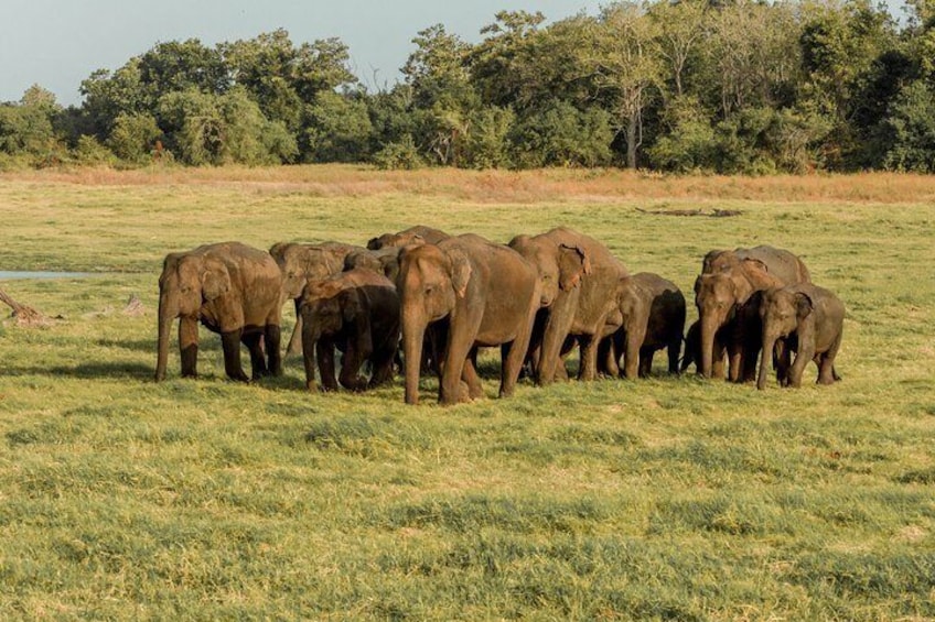 The Great Elephant Gathering Private Safari from Minneriya