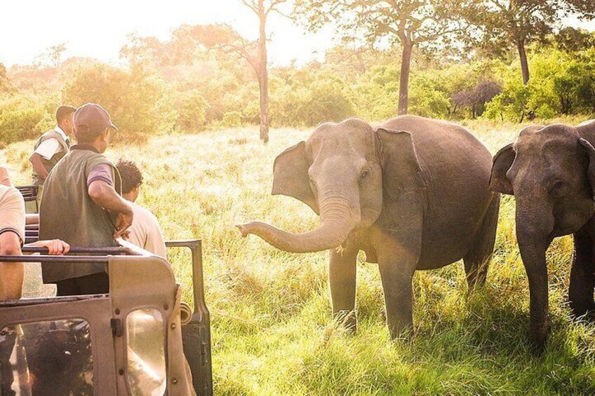 The Great Elephant Gathering Private Safari from Minneriya