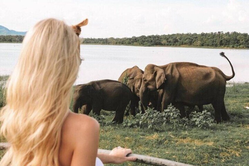 The Great Elephant Gathering Private Safari from Minneriya