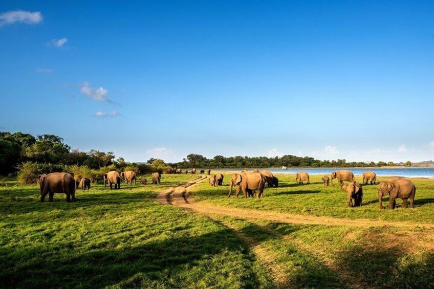 Polonnaruwa Ancient Kingdom and Wild Elephant Safari from Habarana