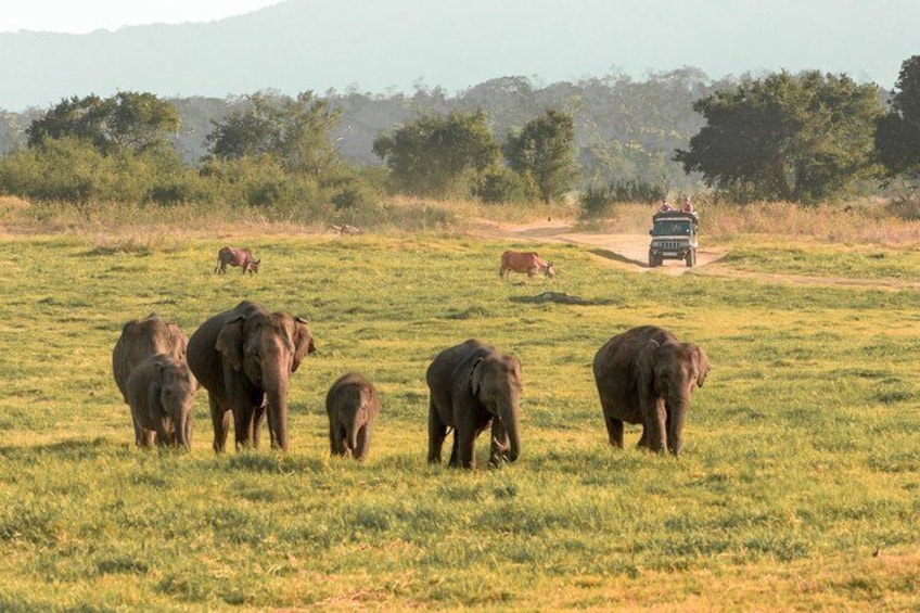 Polonnaruwa Ancient Kingdom and Wild Elephant Safari from Habarana