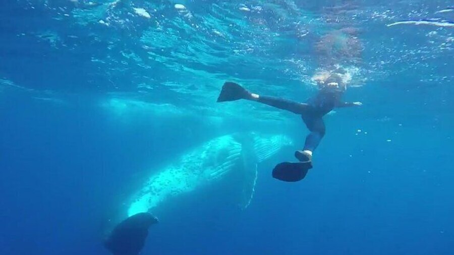 Whale Swim