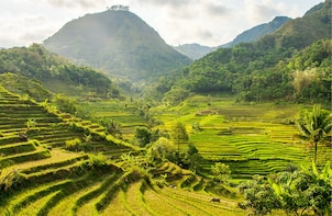 From Yogyakarta: Selogriyo Scenic Rice Terraces Private Tour